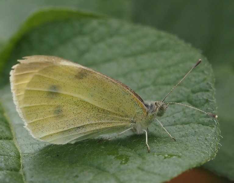 small white 2020C.jpg