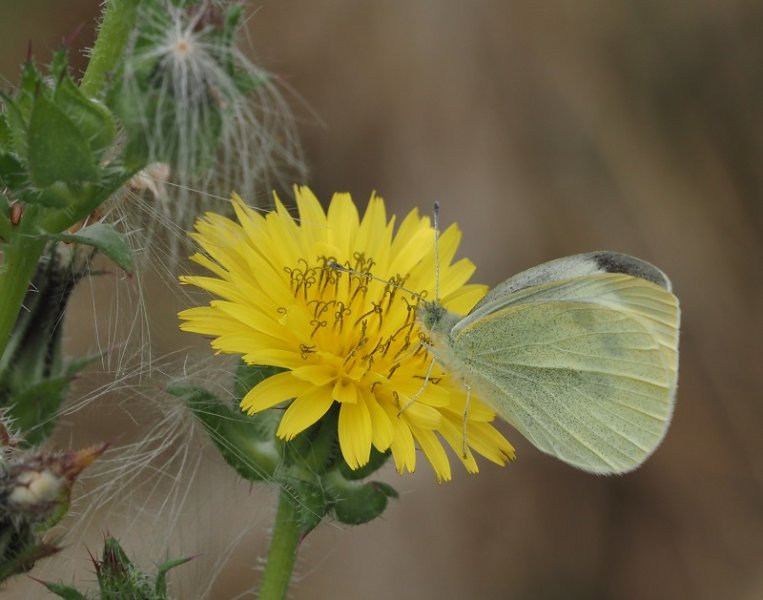 small white 2020D.jpg