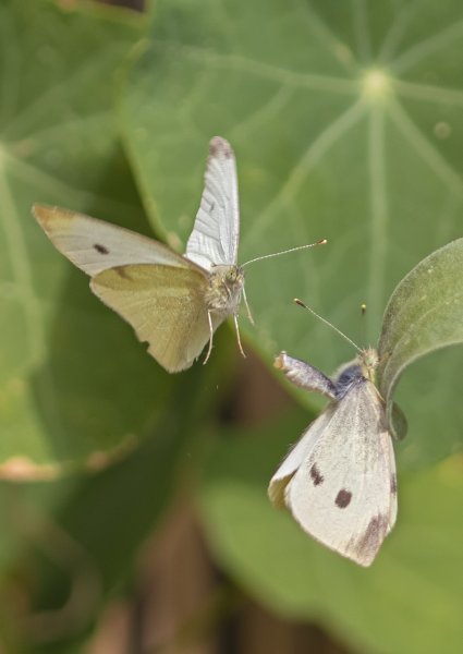 Small White Butterflies mating flight.jpg
