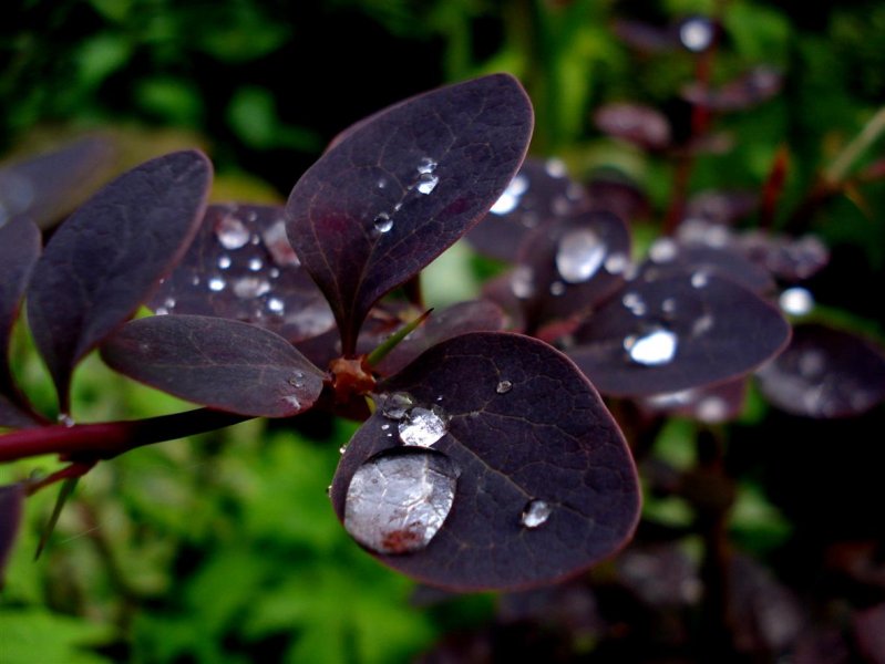 Smoke Bush,.. Cotinus coggygria,..Royal Purple.JPG