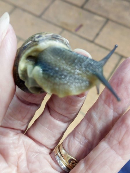 Snail1.jpg