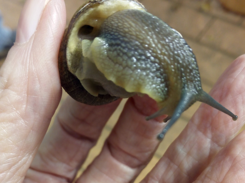 Snail2.jpg