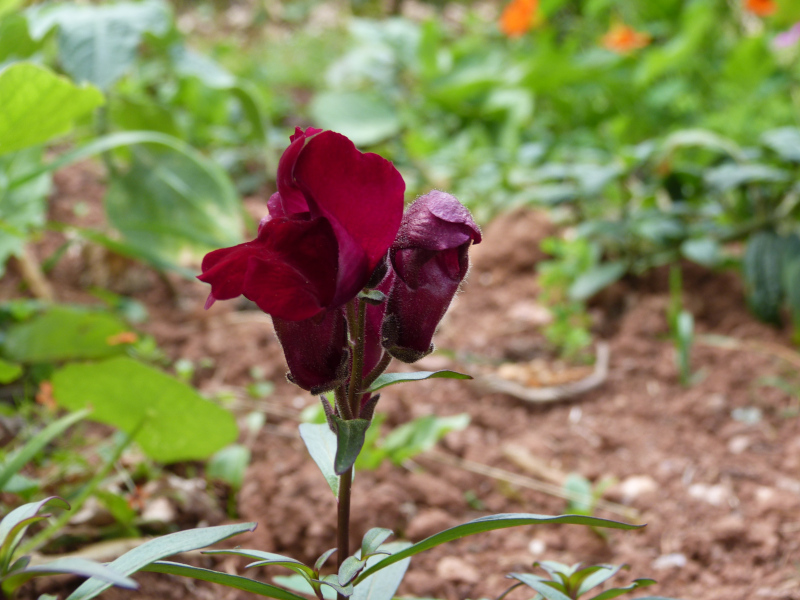 Snapdragon Black Prince.JPG