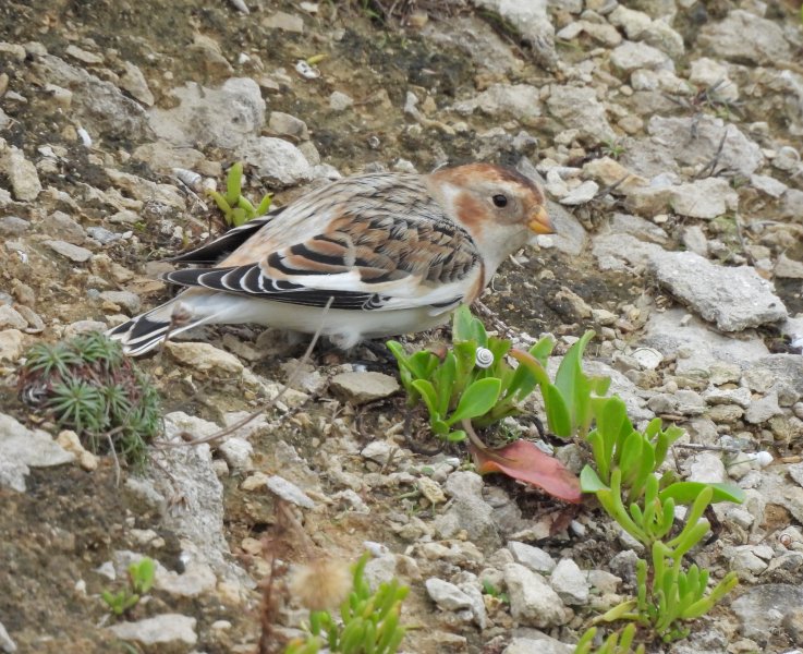 Snow Bunting- Durlston (2).JPG