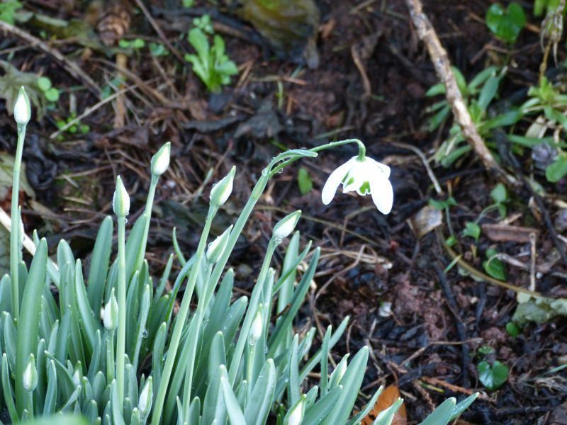 Snowdrop.JPG
