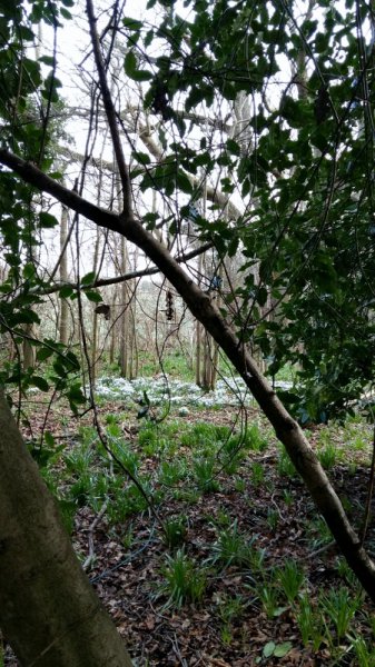 snowdrops 1.jpg