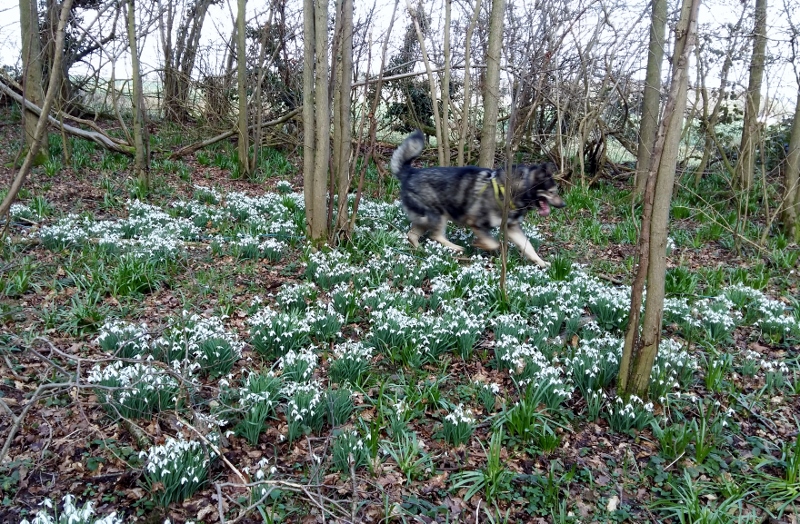 snowdrops 2.jpg