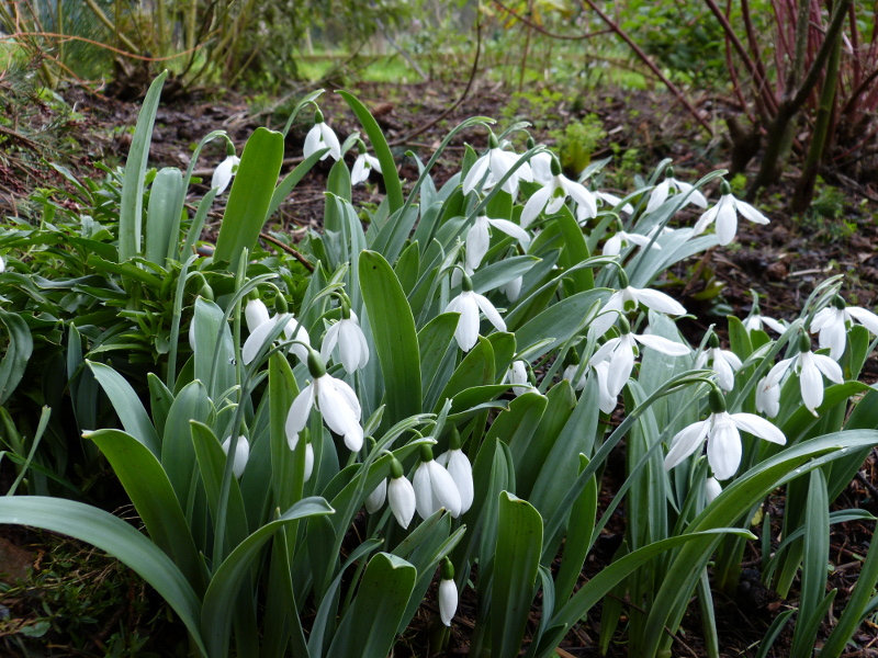 Snowdrops.JPG