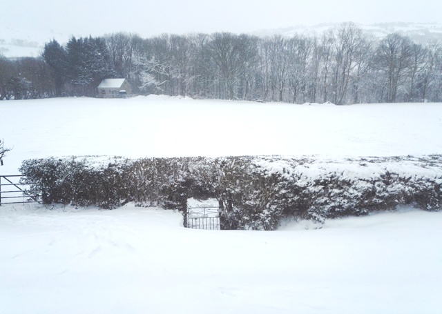 snowy morn 18th march 2018.jpg