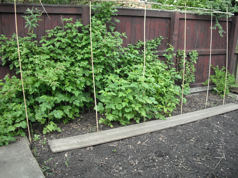 soft fruit 3-06-12.jpg