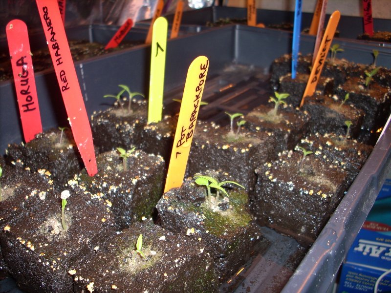 soil blocks 2015 (4).JPG