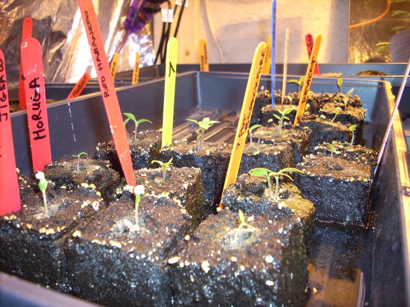 Soil blocks (4).jpg