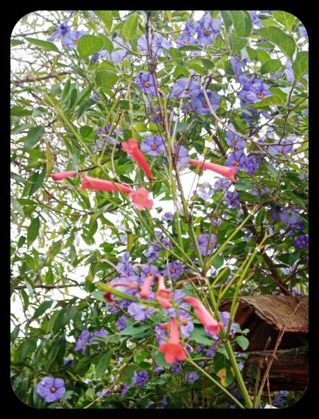 Solanum Lipstick 9 Sep 21.jpg