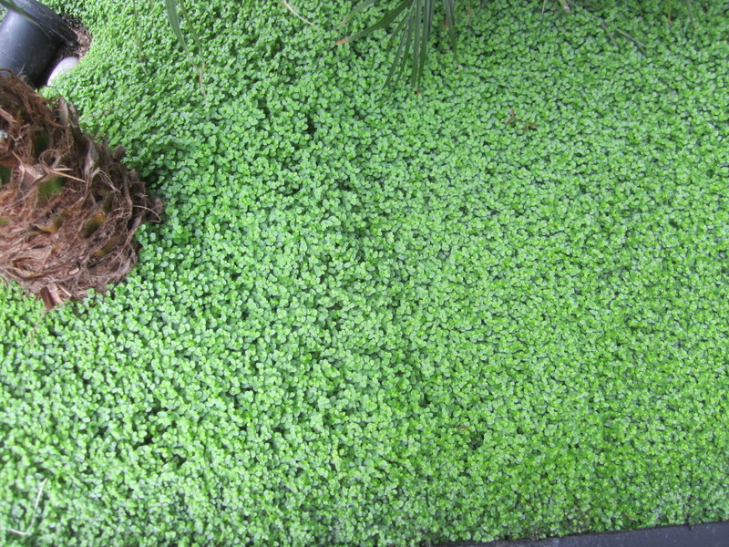 SOLEIROLIA  SOLEIROLII 06-02-2012 09-32-53.JPG