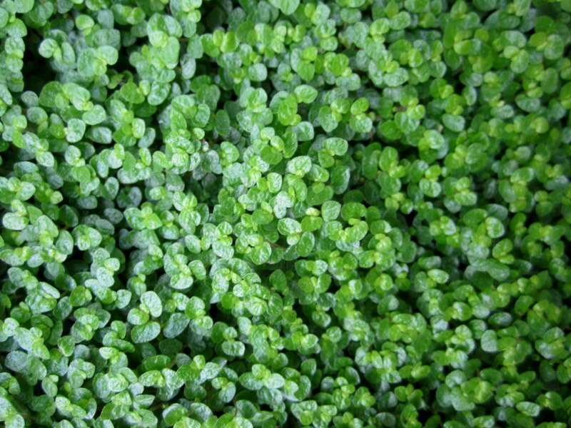 SOLEIROLIA  SOLEIROLII 06-02-2012 09-33-11.JPG