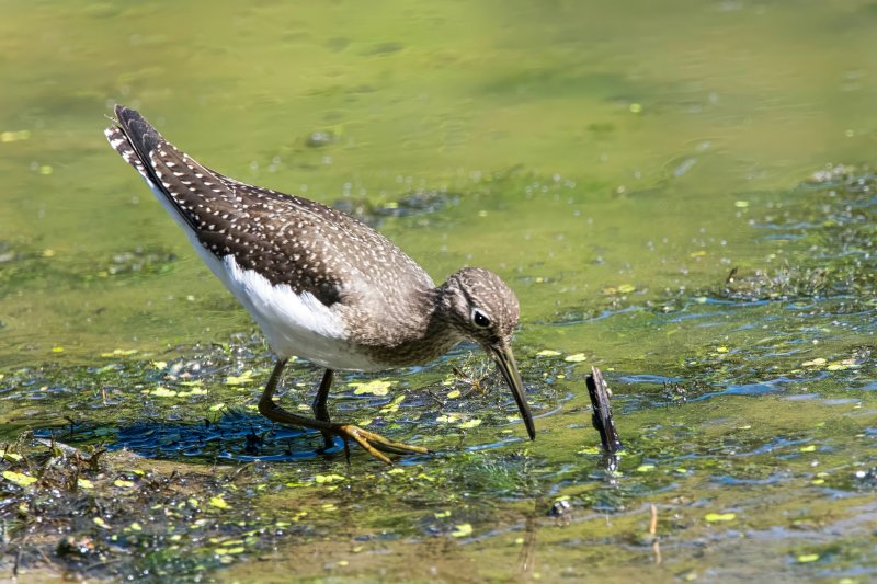 Solitary Sandpiper  Foraging.jpg