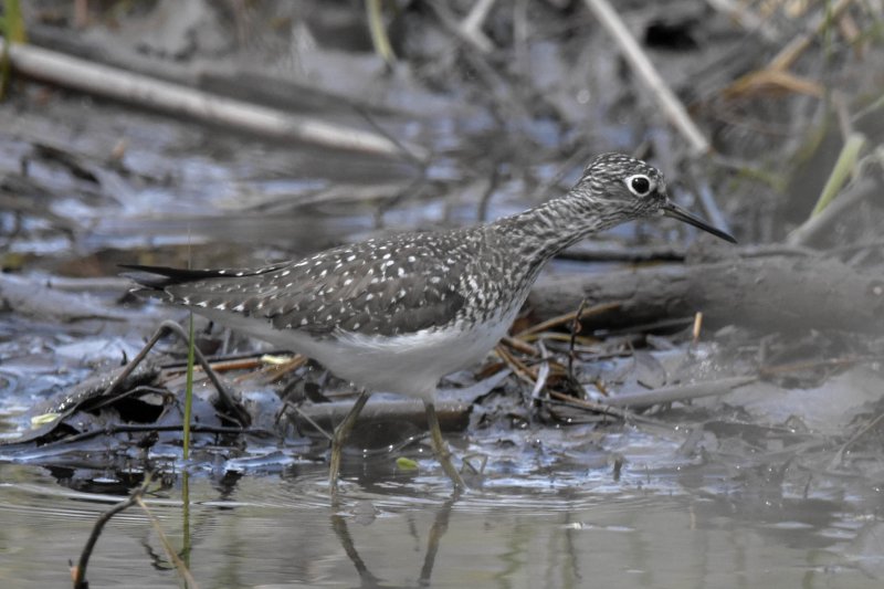 Solitary Sandpiper.JPG
