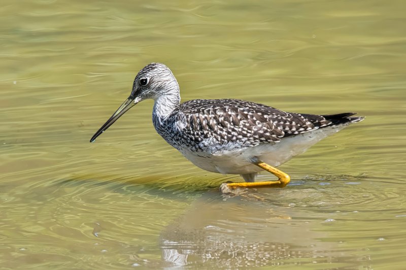 Solitary Sandpiper.jpg