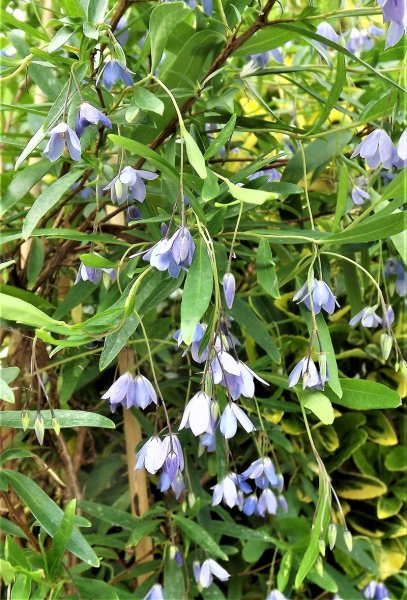 Sollya heterophylla.jpg