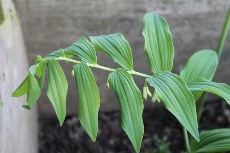 Solomon\'s Seal.JPG