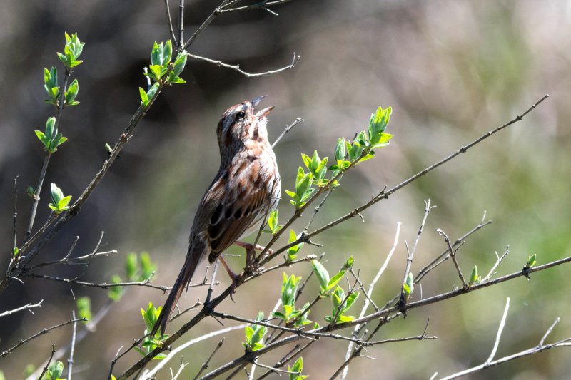 Song Sparrow.JPG