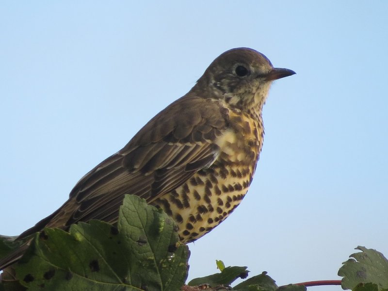 Song Thrush (2).JPG