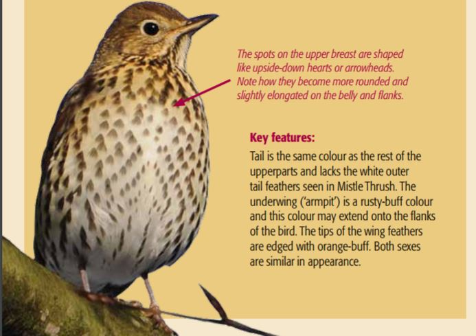 Song thrush.JPG