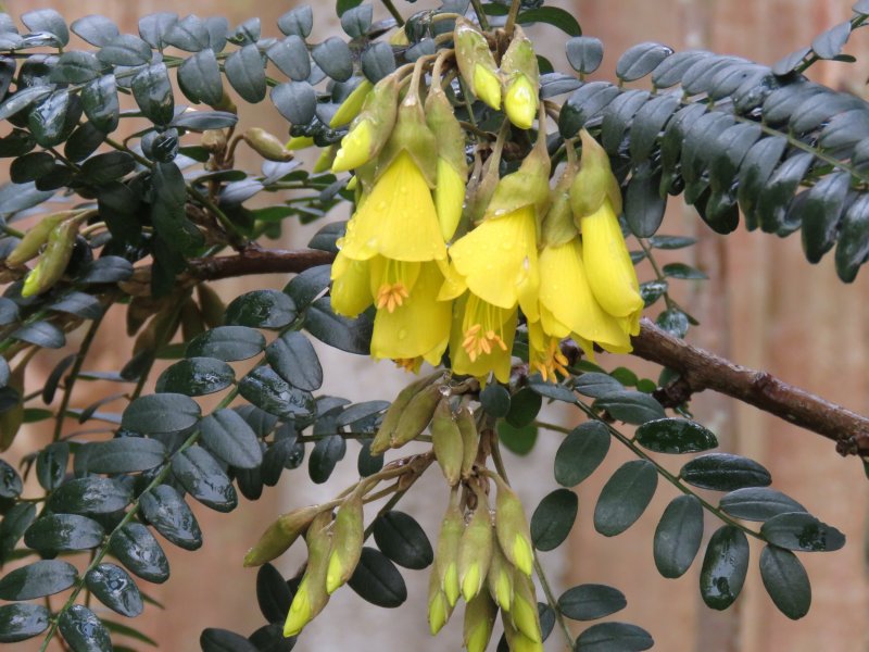 sophora 1.JPG