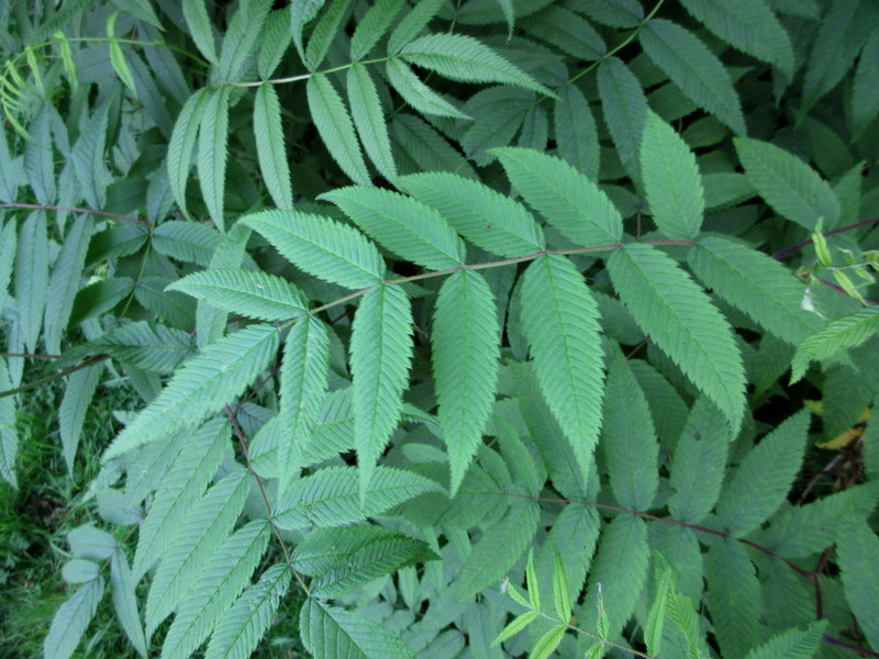 SORBARIA  SORBIFOLIA 14-06-2023 14-50-35.JPG