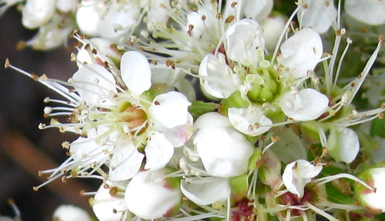 SORBARIA  SORBIFOLIA  SEM 17-07-2009 15-58-06.jpg
