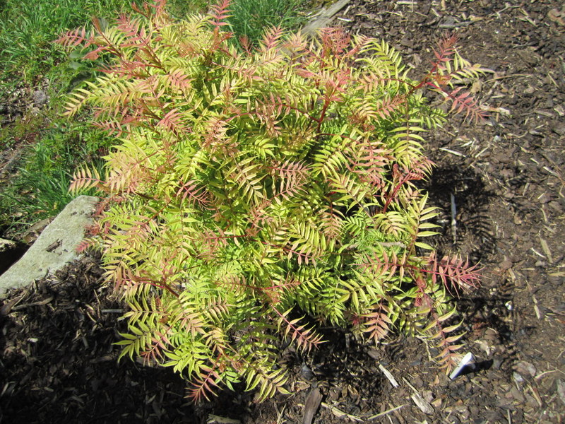 SORBARIA  SORBIFOLIA  SEM 20-04-2010 13-02-12.JPG