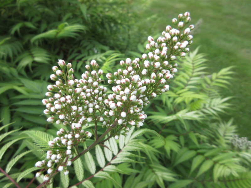 SORBARIA  SORBIFOLIA  SEM 20-06-2025 08-47-41.JPG