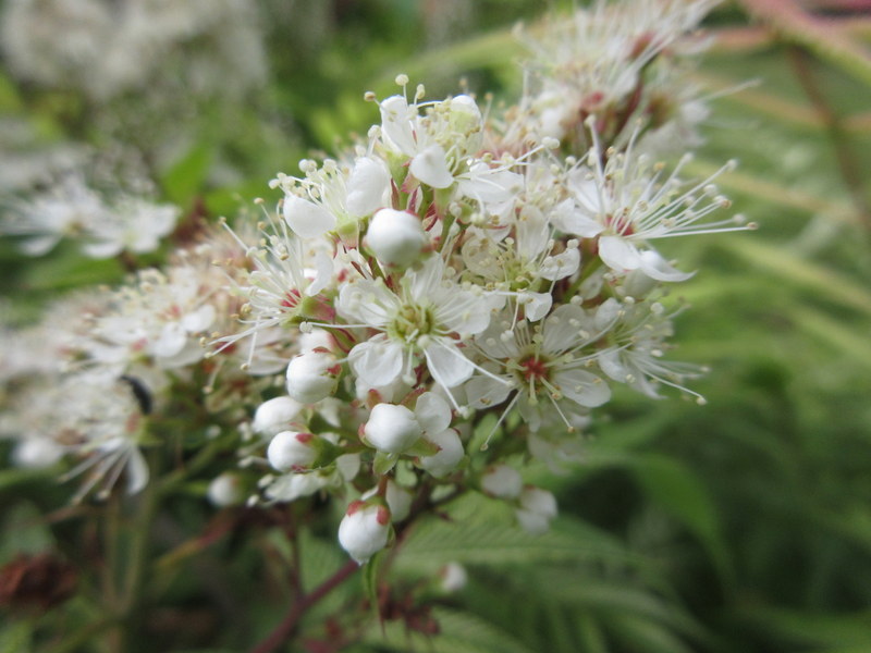 SORBARIA  SORBIFOLIA  SEM 20-06-2025 08-48-08.JPG