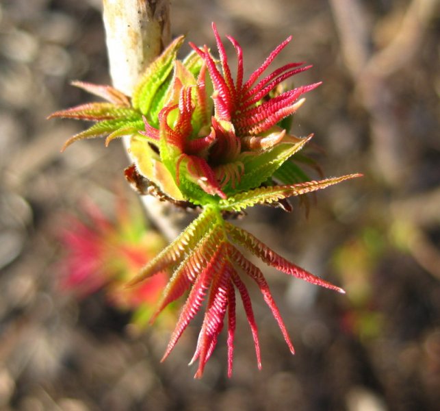 SORBARIA  SORBIFOLIA  SEM 21-02-2009 14-30-03.JPG