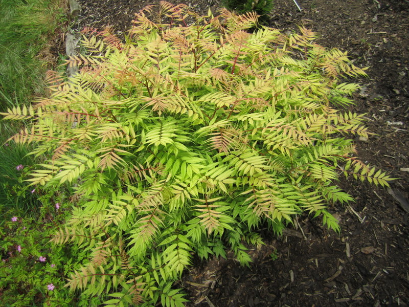 SORBARIA  SORBIFOLIA  SEM 21-05-2010 12-40-47.JPG