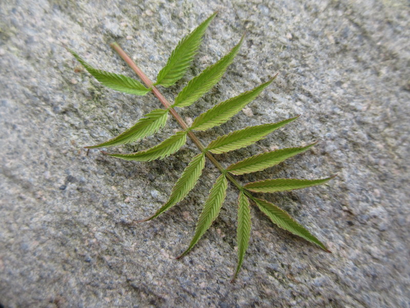 SORBARIA SORBIFOLIA  SEM 29-03-2022 11-04-14.JPG