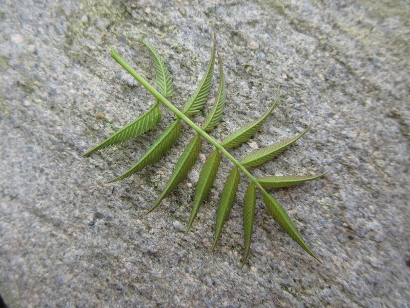 SORBARIA SORBIFOLIA  SEM 29-03-2022 11-04-30.JPG