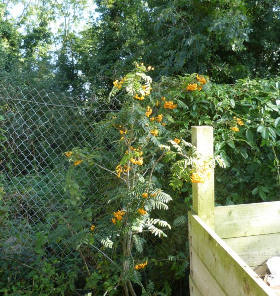 Sorbus 1.JPG