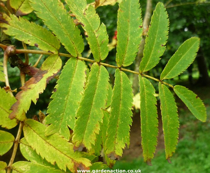 sorbus aucuparia leaf image search results.jpg