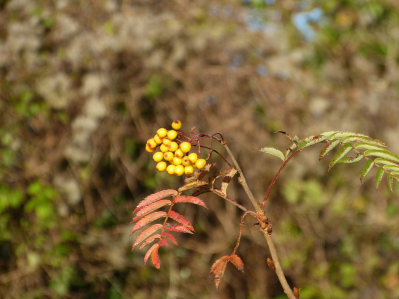 Sorbus.JPG