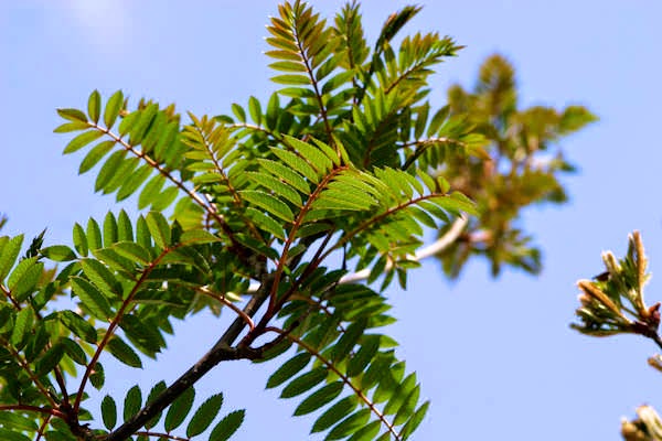 Sorbus vilmorinii Leaves.jpg