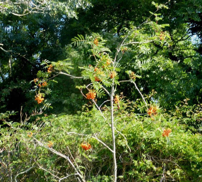 Sorbus3.JPG
