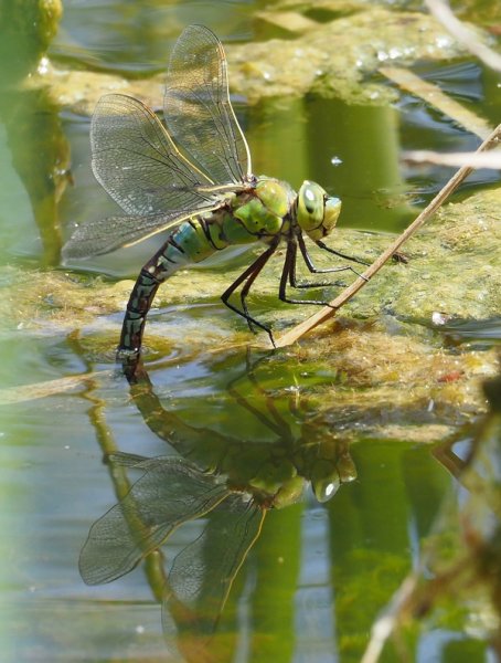 south hawker 2021.jpg