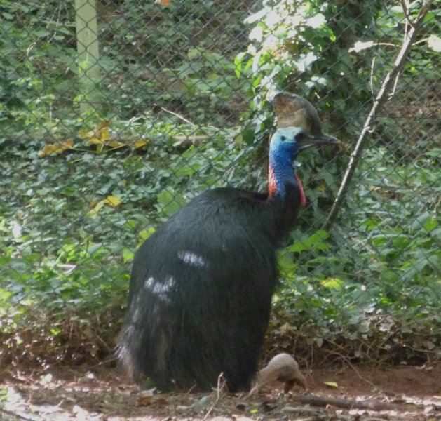 Southern cassowary.JPG