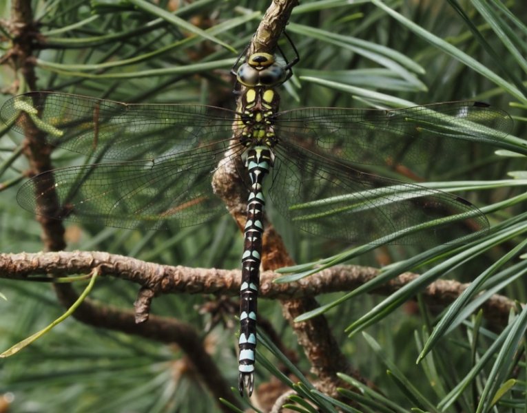 southern hawker female.jpg