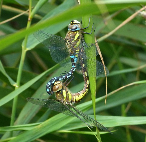 Southern Hwaker 2.5.JPG