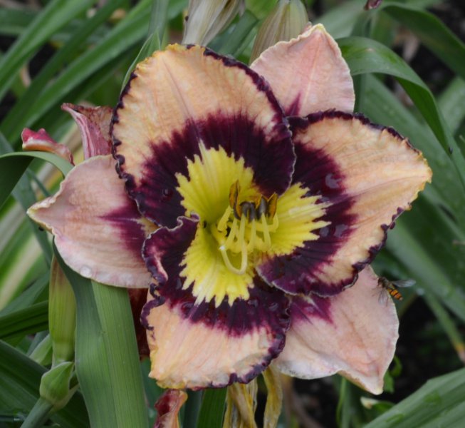 spacecoast seashells.JPG