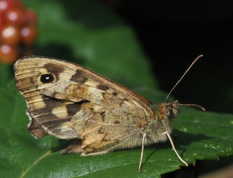 speck wood 2019A.jpg