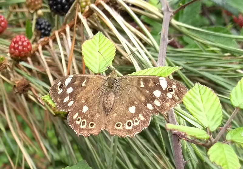 speck wood1.jpg
