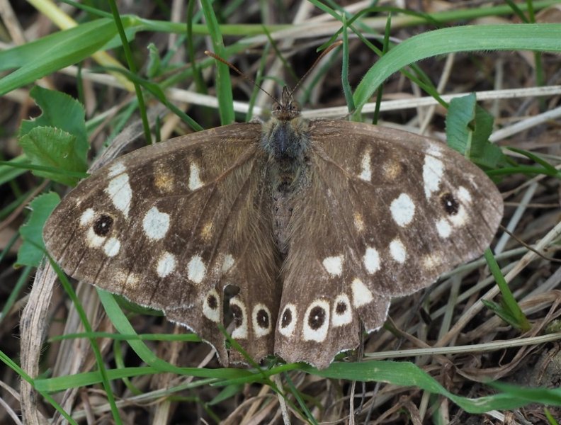 speck wood2.jpg